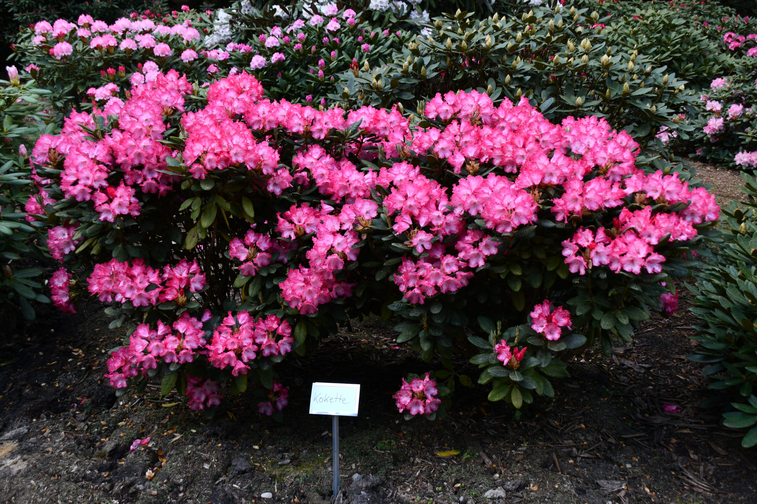 weiß-roter Rhododendron-Strauch