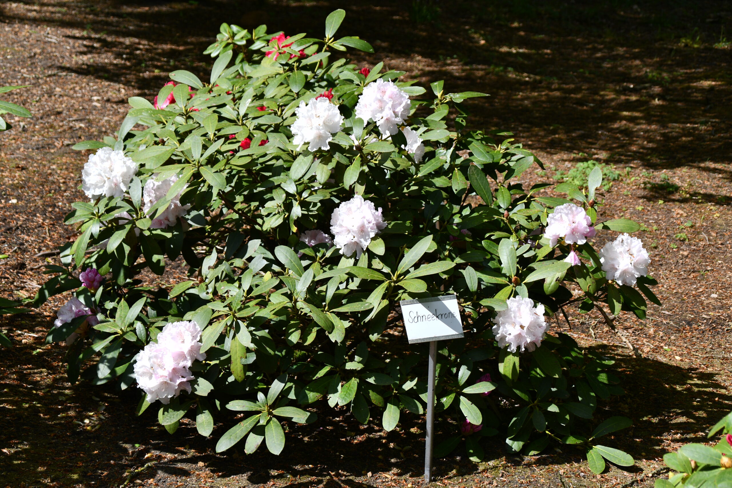 weißer Rhododendron-Strauch