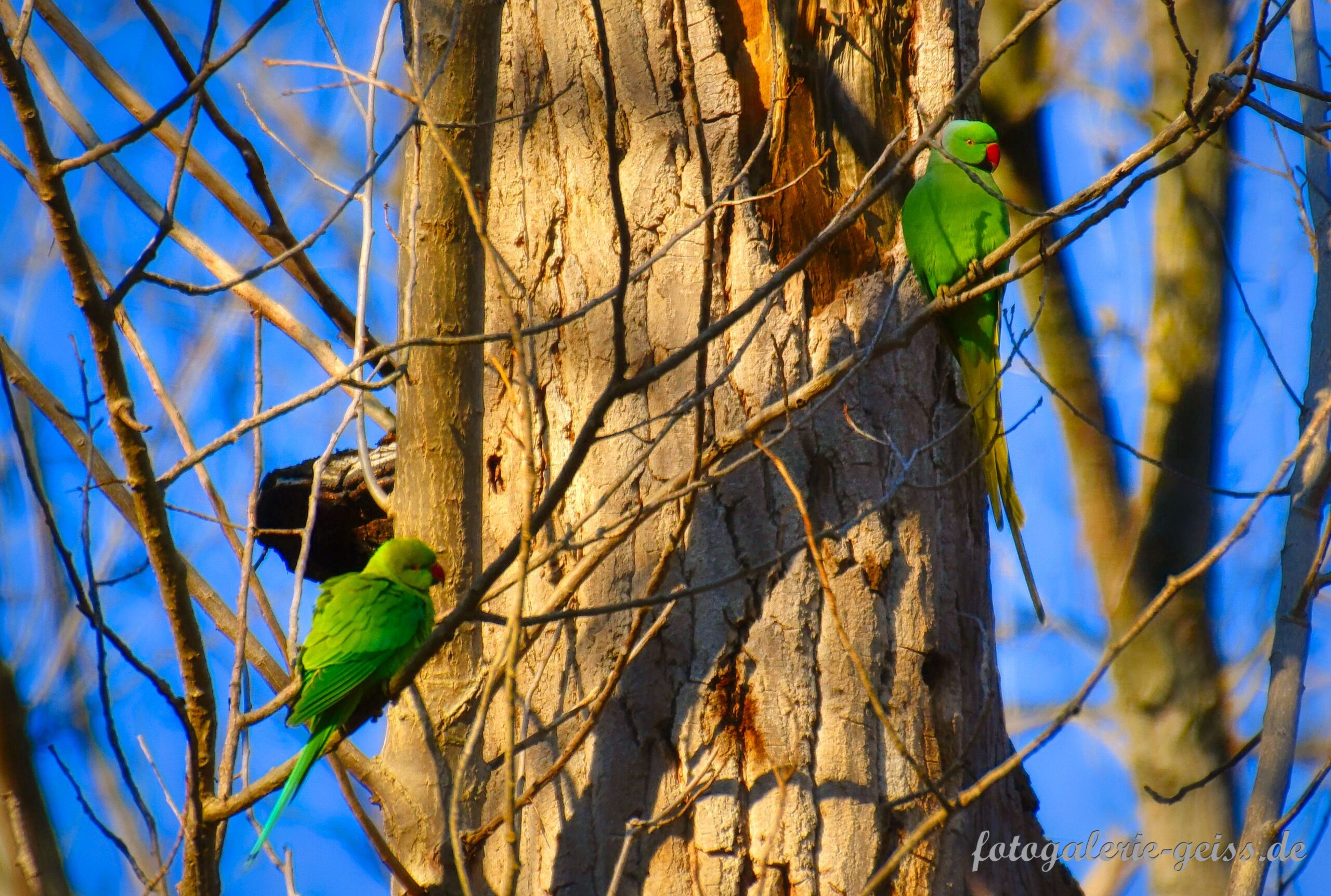 2 Halsbandsittiche auf einem Baum an der Hochheimer-Wiese bei Kostheim