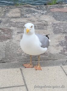 Möwe in Travemünde