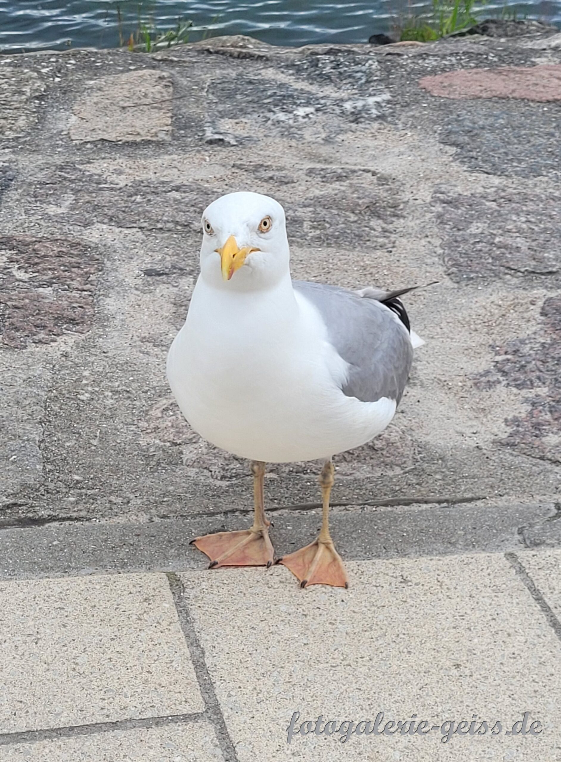 Möwe in Travemünde