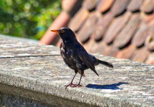 Amsel am Meersburger Schloss