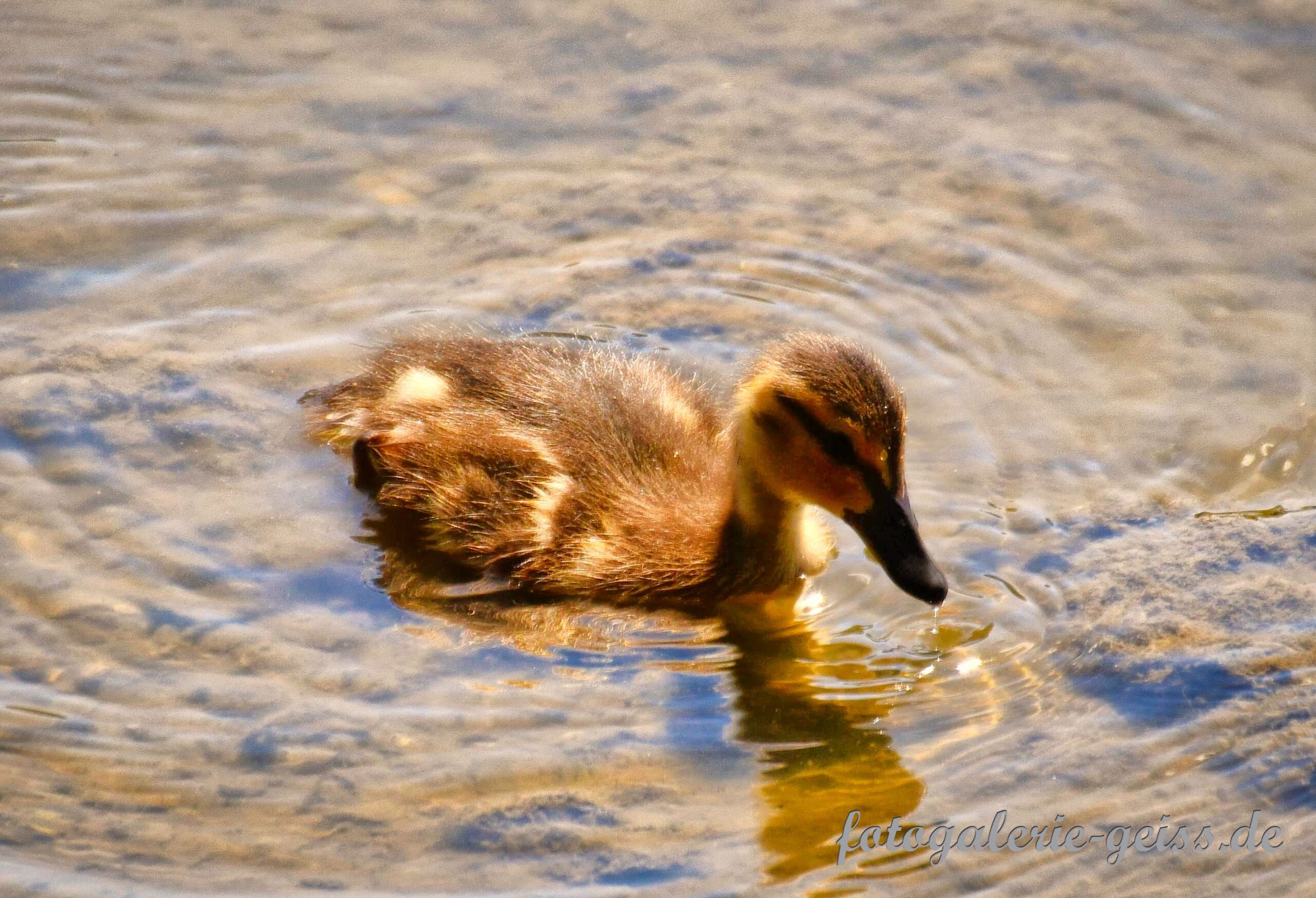Babyente im Biebricher-Schloßpark