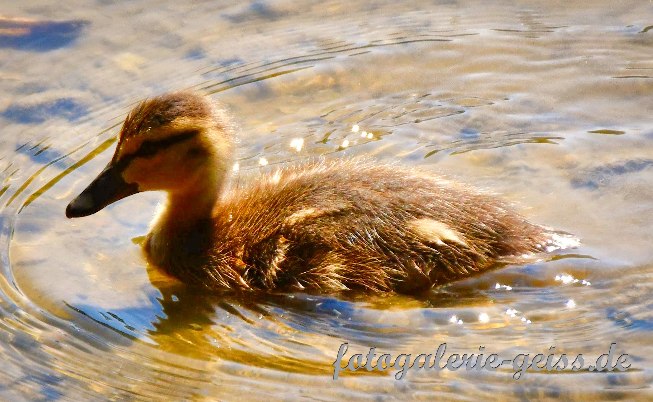 Babyente im Biebricher Schloßpark