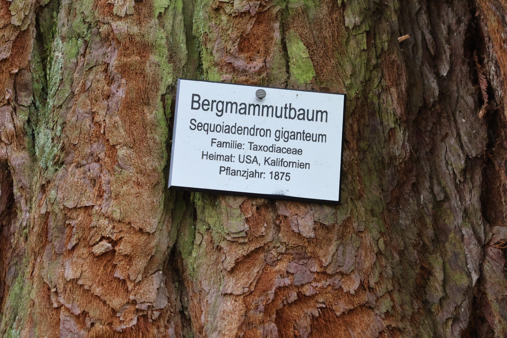 Bergmammutbaum auf der Insel Mainau im Bodensee - Juli 2023_33