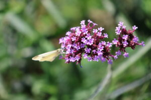 Blüten des Sommerflieder in Trier - September 2023