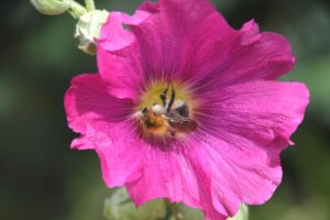 Blumenfoto im Klostergarten im Kloster Eberbach III