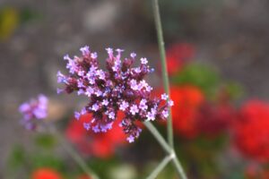 Blumenfoto im Klostergarten im Kloster Eberbach IV