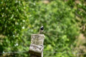 Kleien Vogel in der Lüneburger Heide