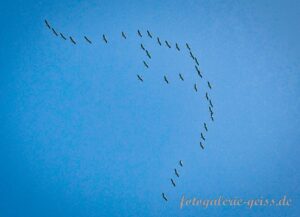 Der Flug der Kraniche