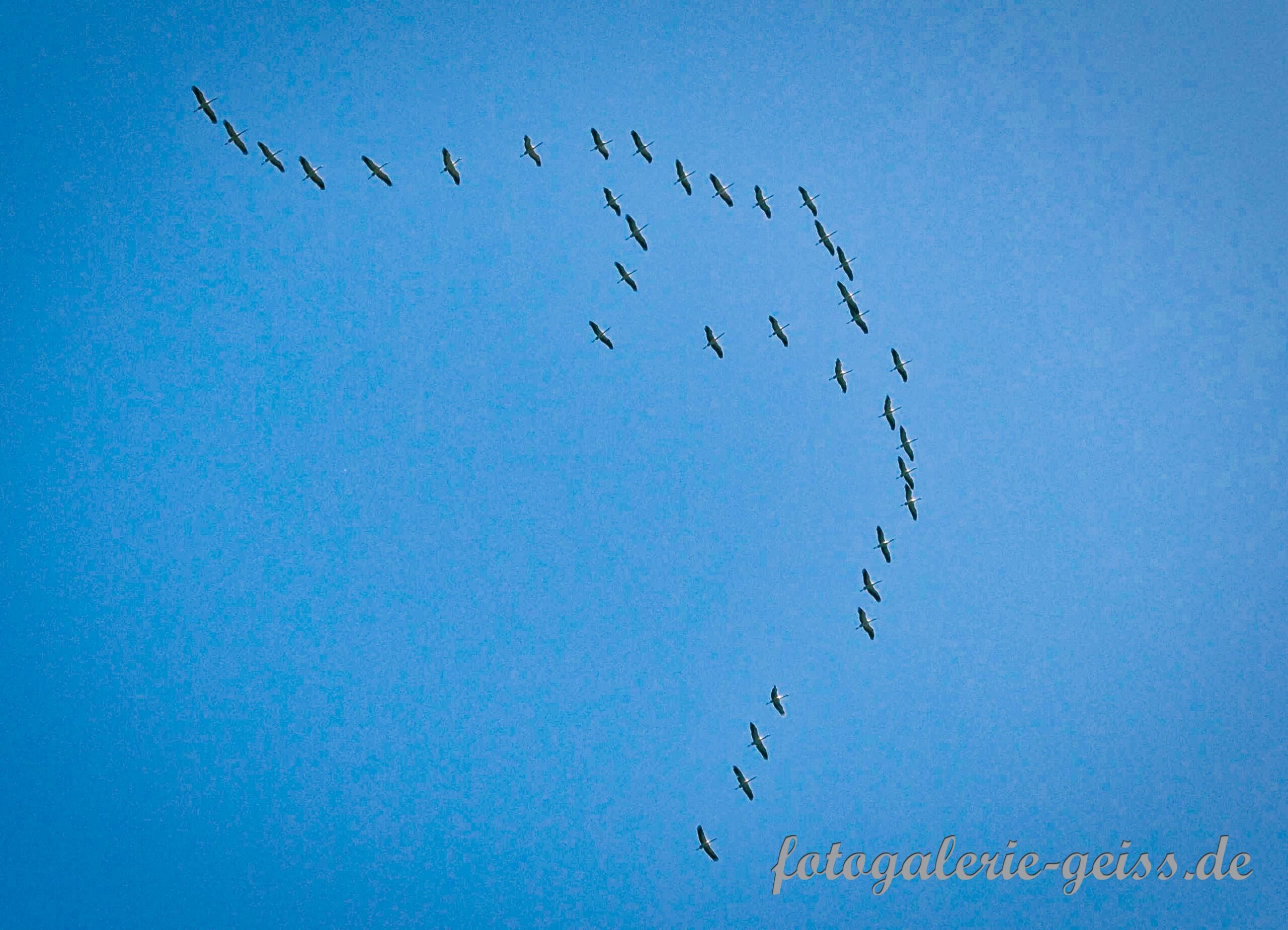 Der Flug der Kraniche