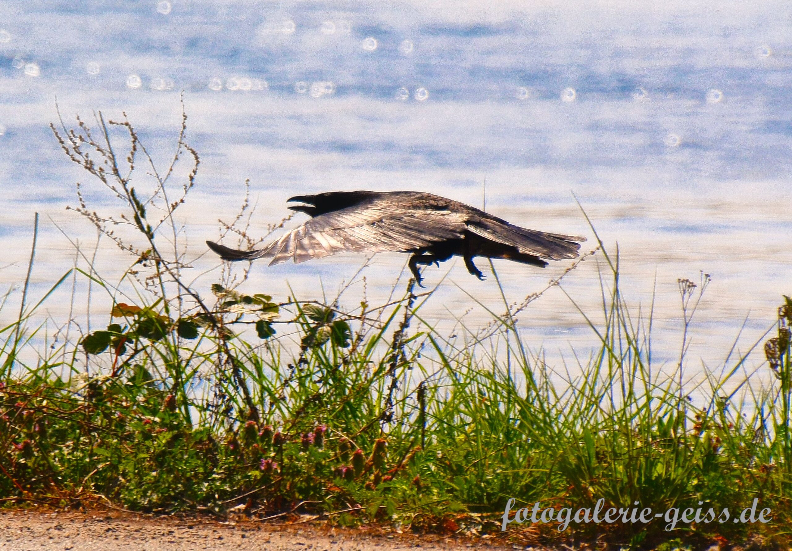 Ein Rabe fliegt ganz flach am Rhein entlang