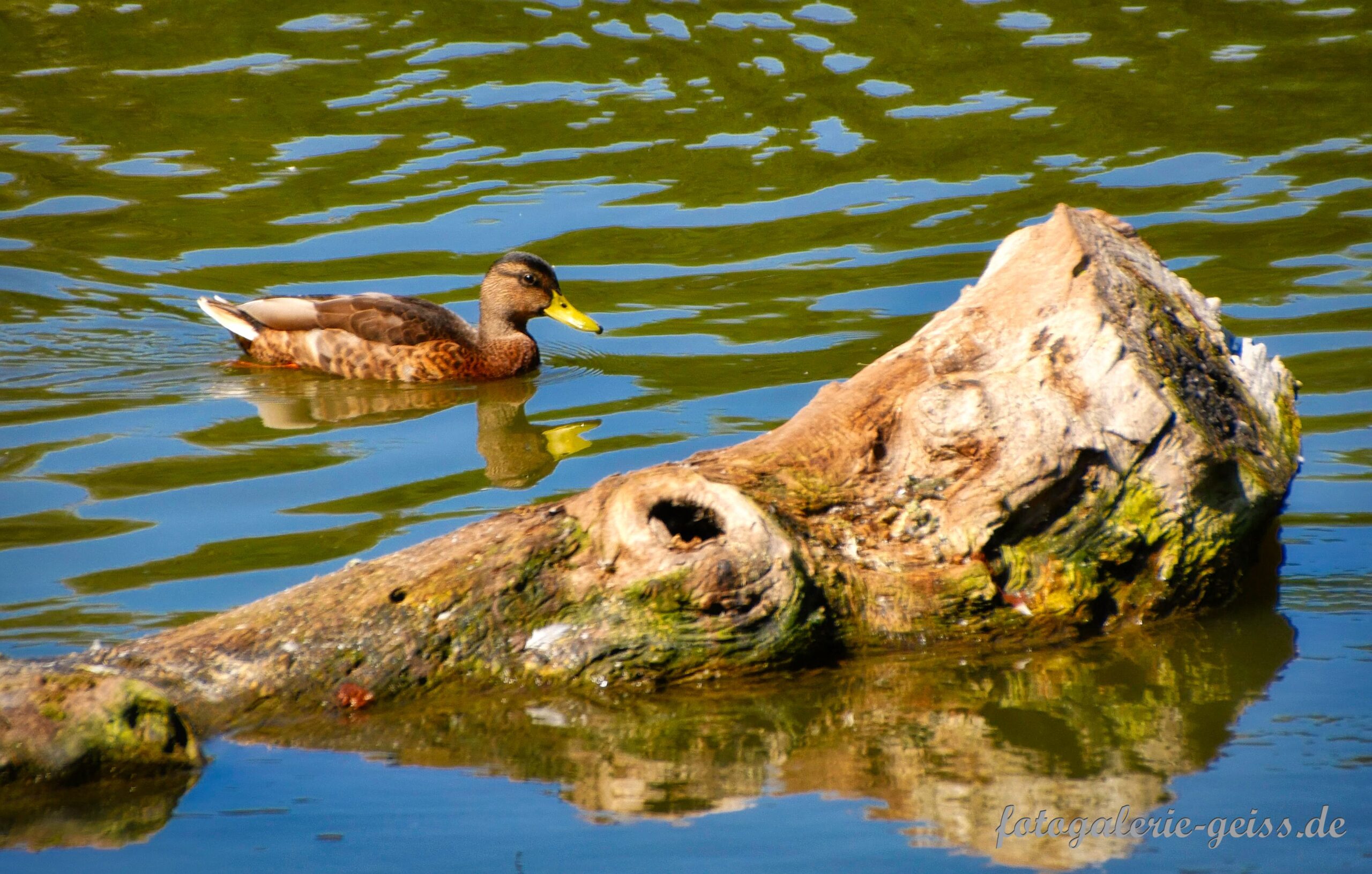 Ente im Biebricher Schlosspark-See