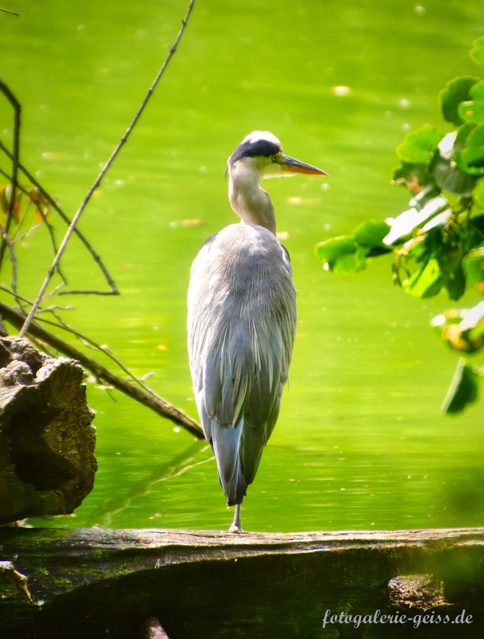Fischreiher im Palmengarten Frankfurt