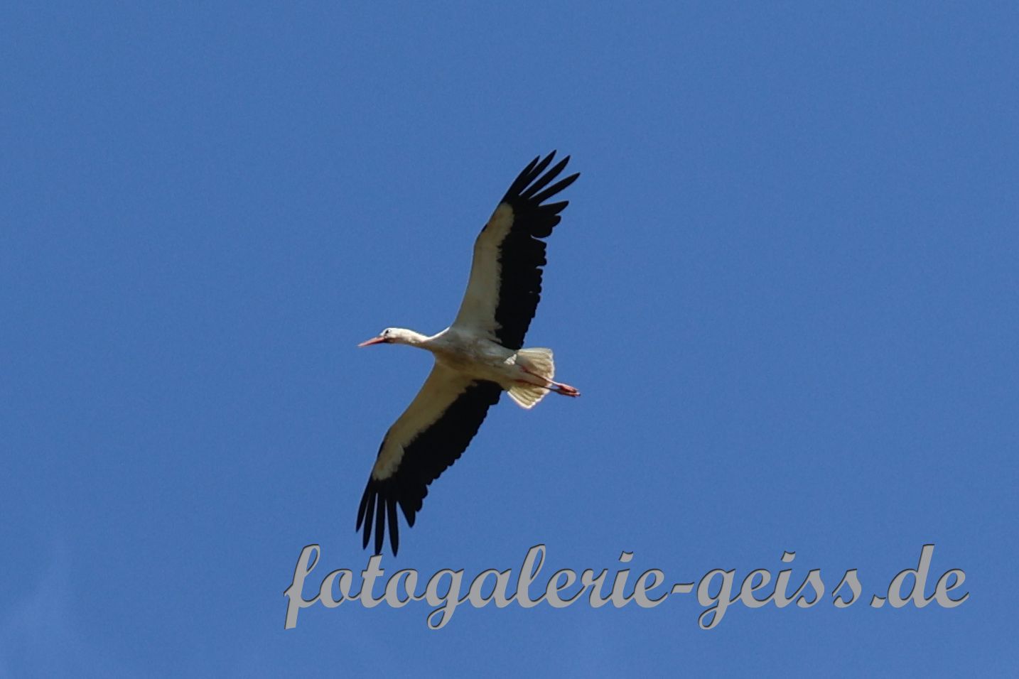 Fliegender Storch
