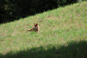 Fuchs auf der Insel Mainau im Bodensee - Juli 2023_79