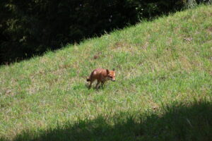 Fuchs auf der Insel Mainau im Bodensee - Juli 2023_80