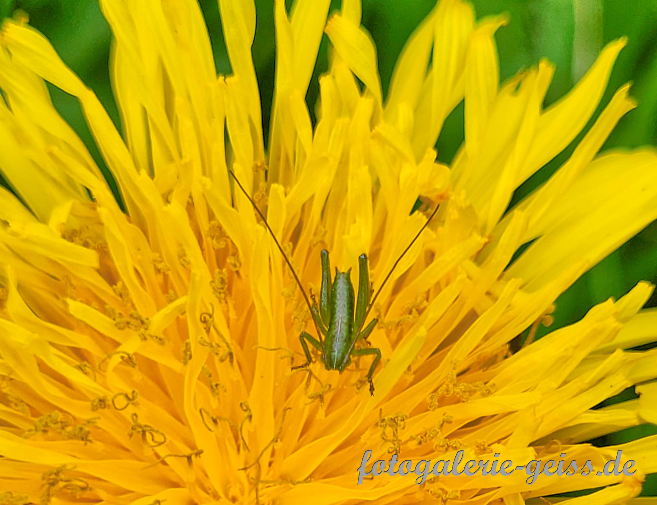 Grashüpfer auf einer Löwenzahnblüte