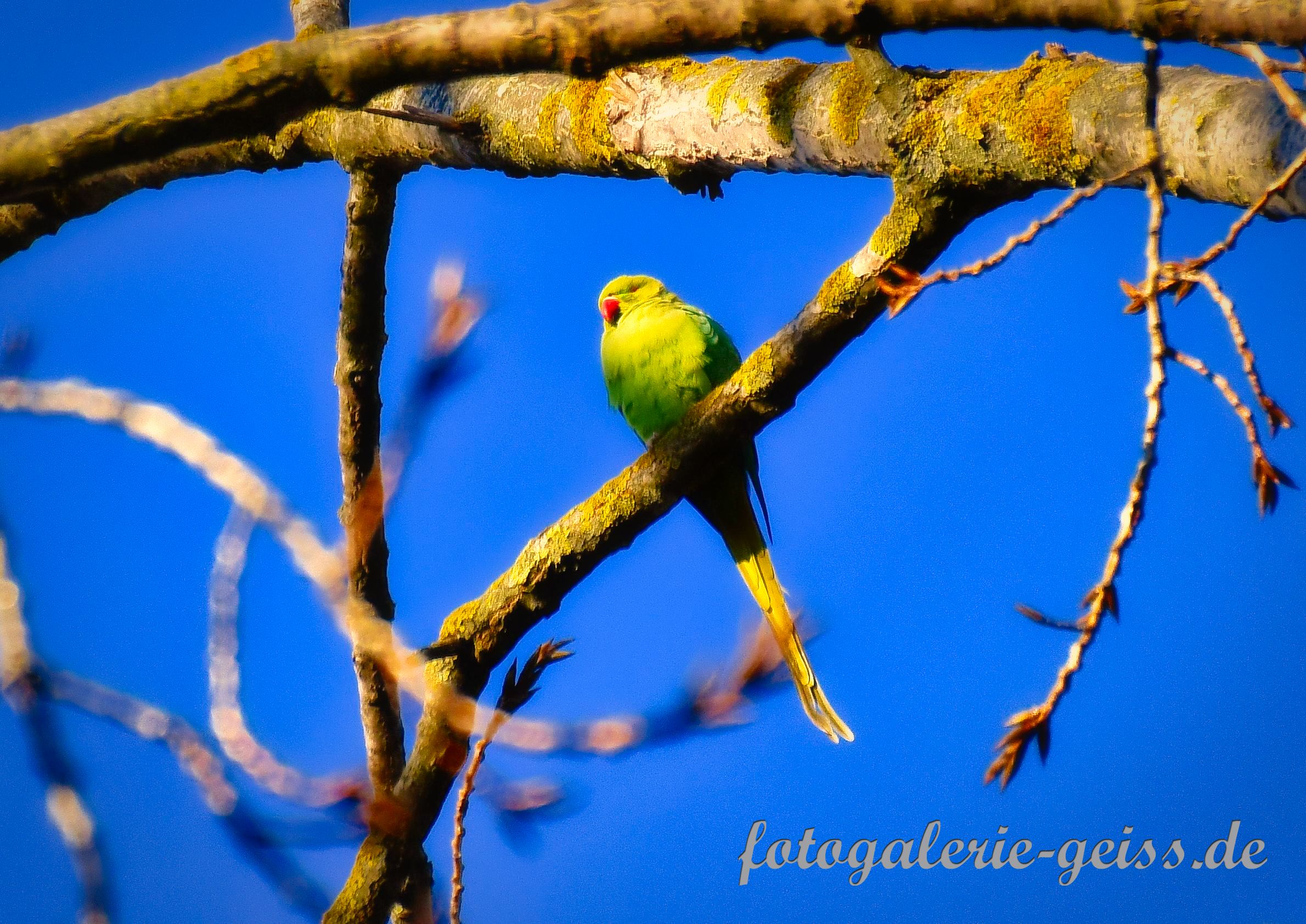 Halsbandsittich auf einem Baum an der Hochheimer-Wiese bei Kostheim