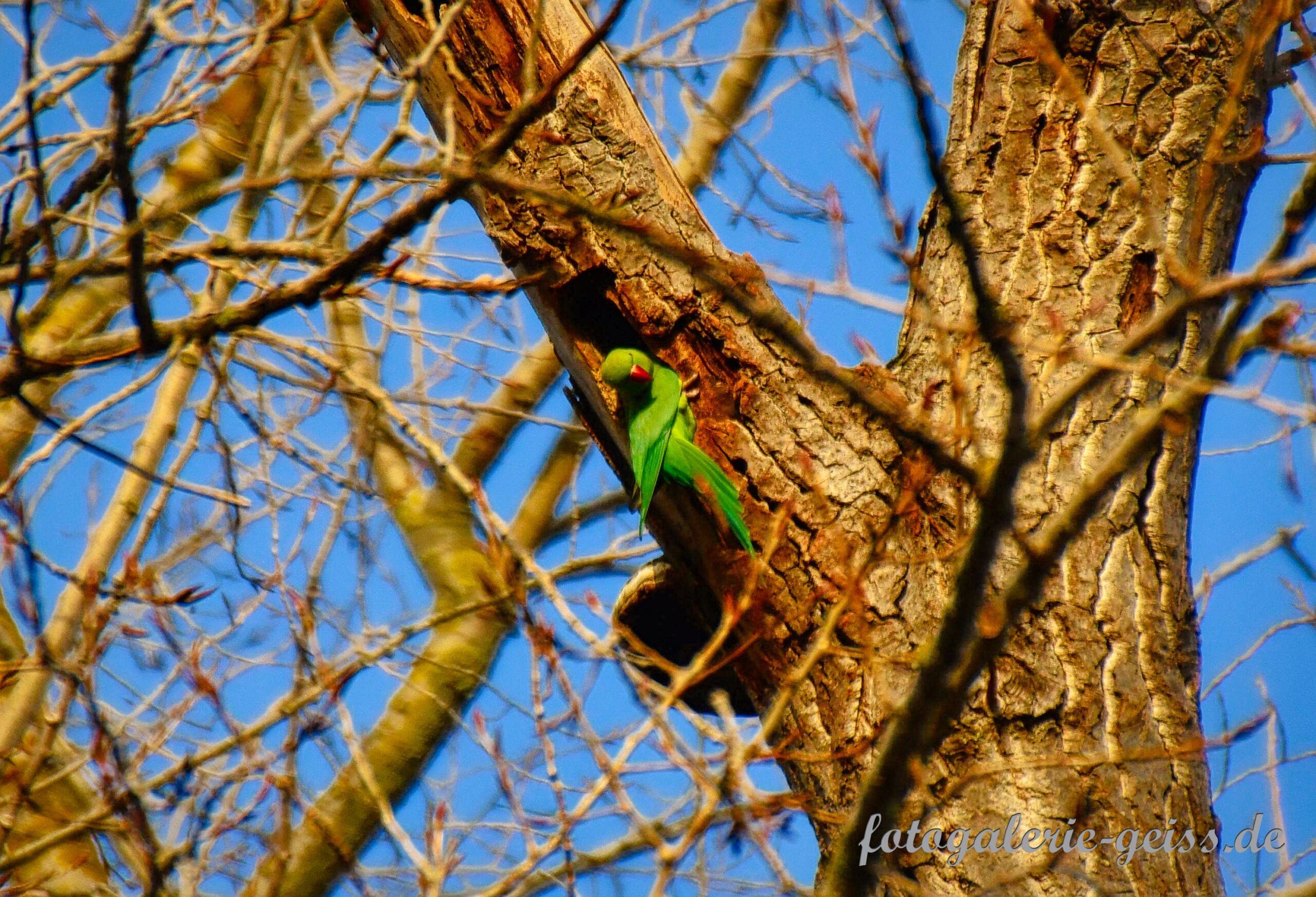 Halsbandsittich auf einem Baum an der Hochheimer-Wiese bei Mainz-Kostheim I