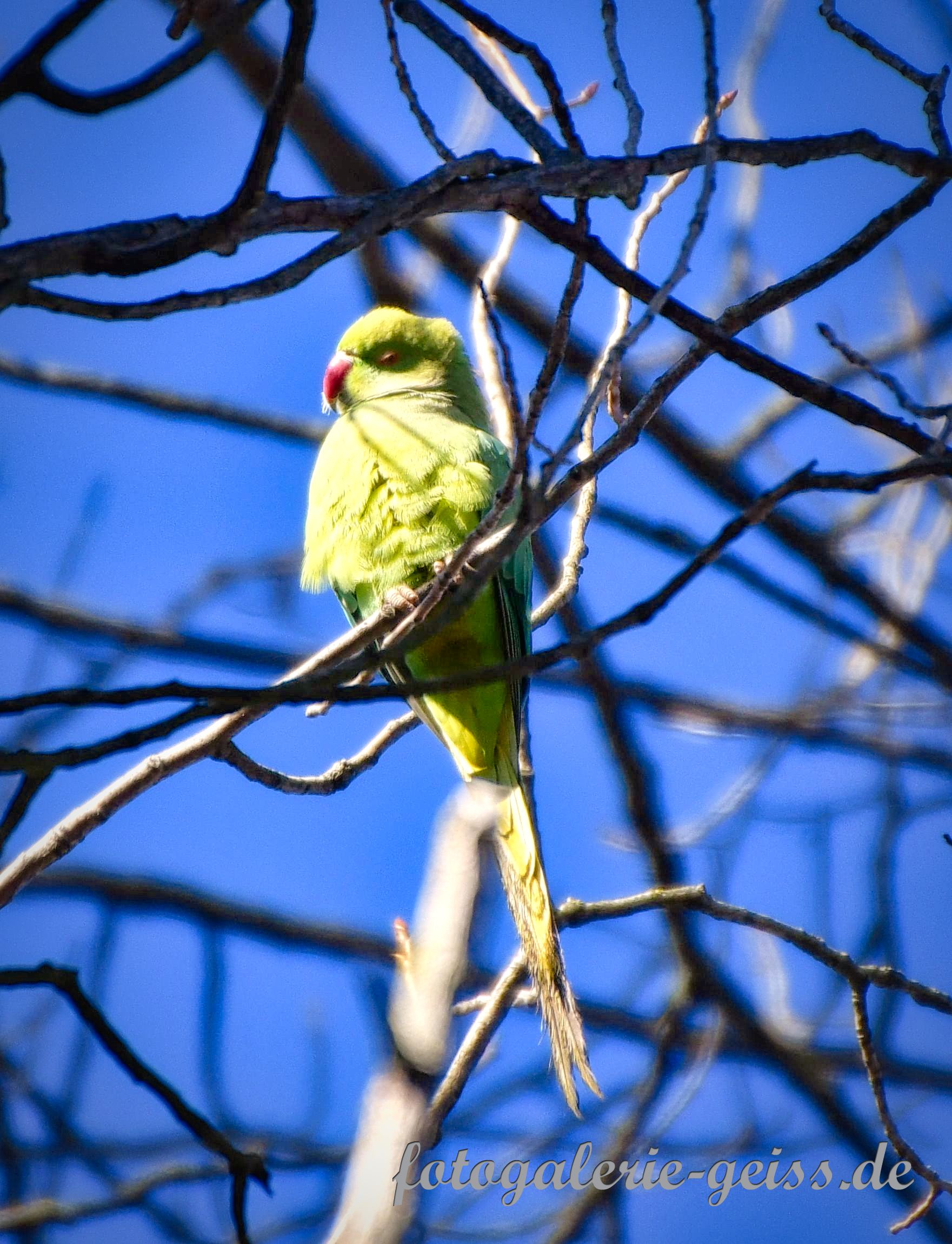 Halsbandsittich auf einem Baum an der Hochheimer-Wiese bei Mainz-Kostheim III