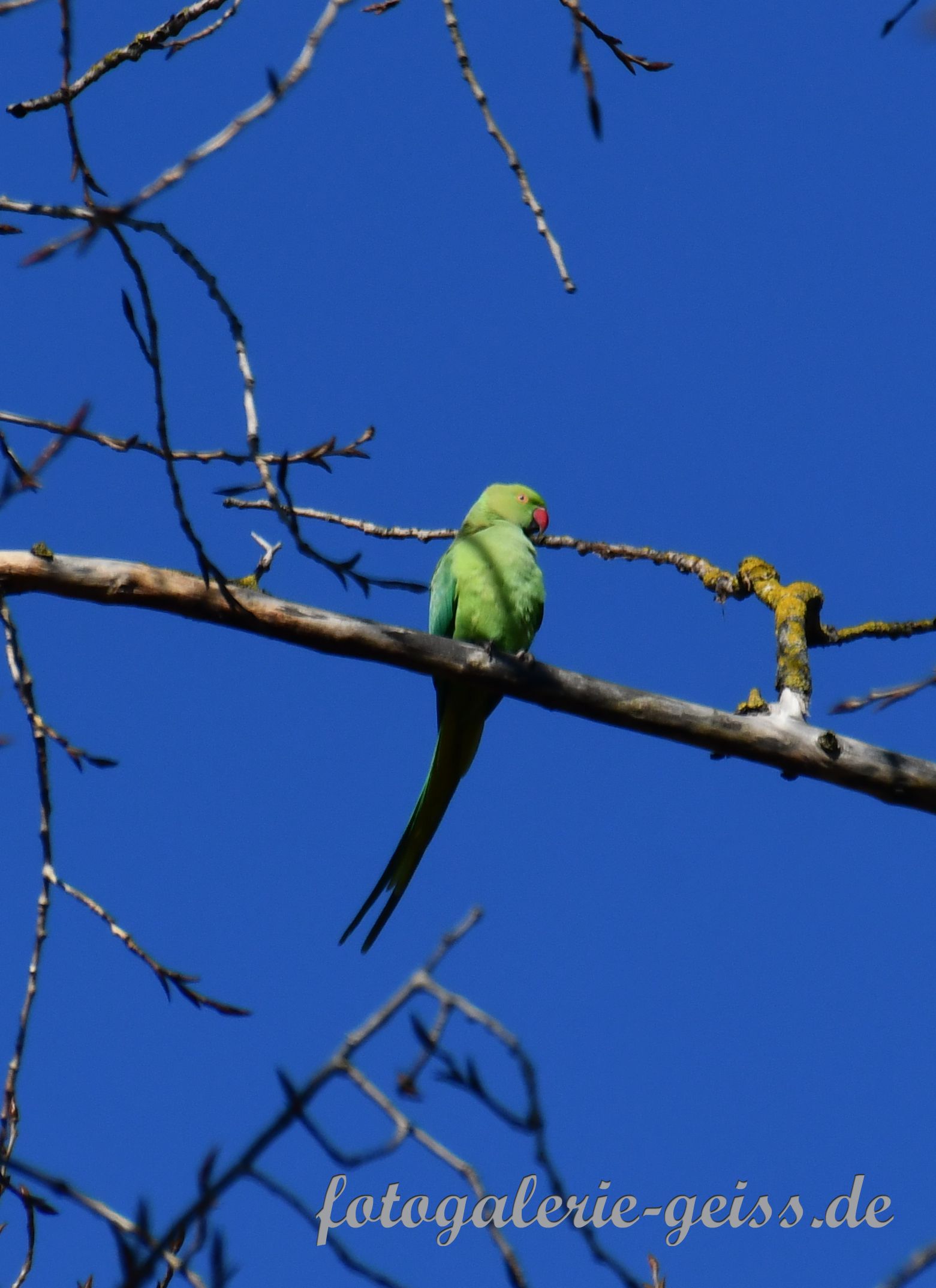 Halsbandsittich auf einem Baum an der Hochheimer-Wiese bei Mainz-Kostheim IV