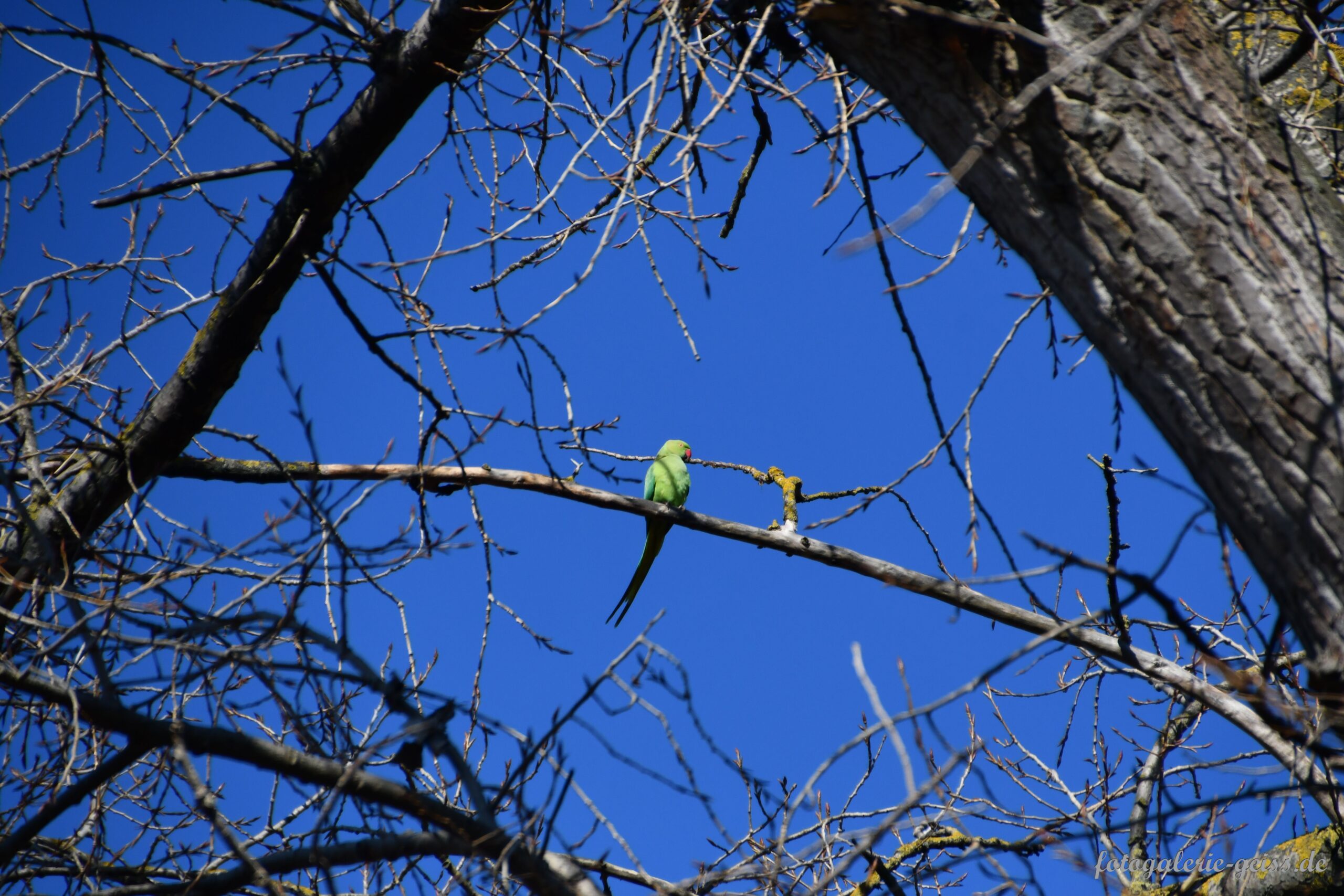 Halsbandsittich auf einem Baum an der Hochheimer-Wiese bei Mainz-Kostheim V