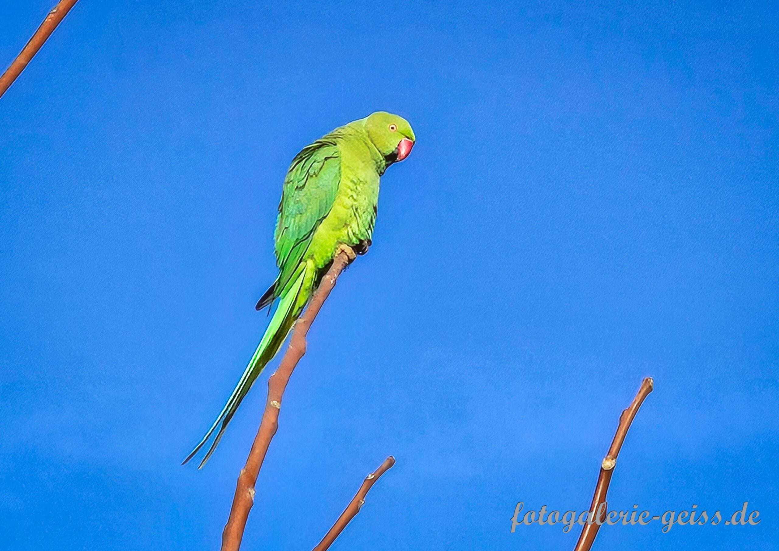 Halsbandsittich im Winter 24 auf der Kostheimer Maaraue I
