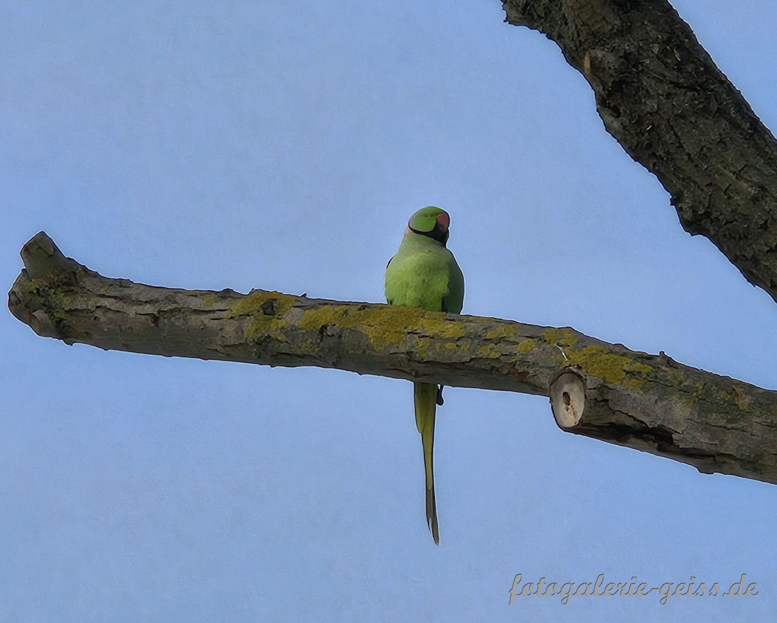 Halsbandsittich im Winter 24 auf der Kostheimer Maaraue