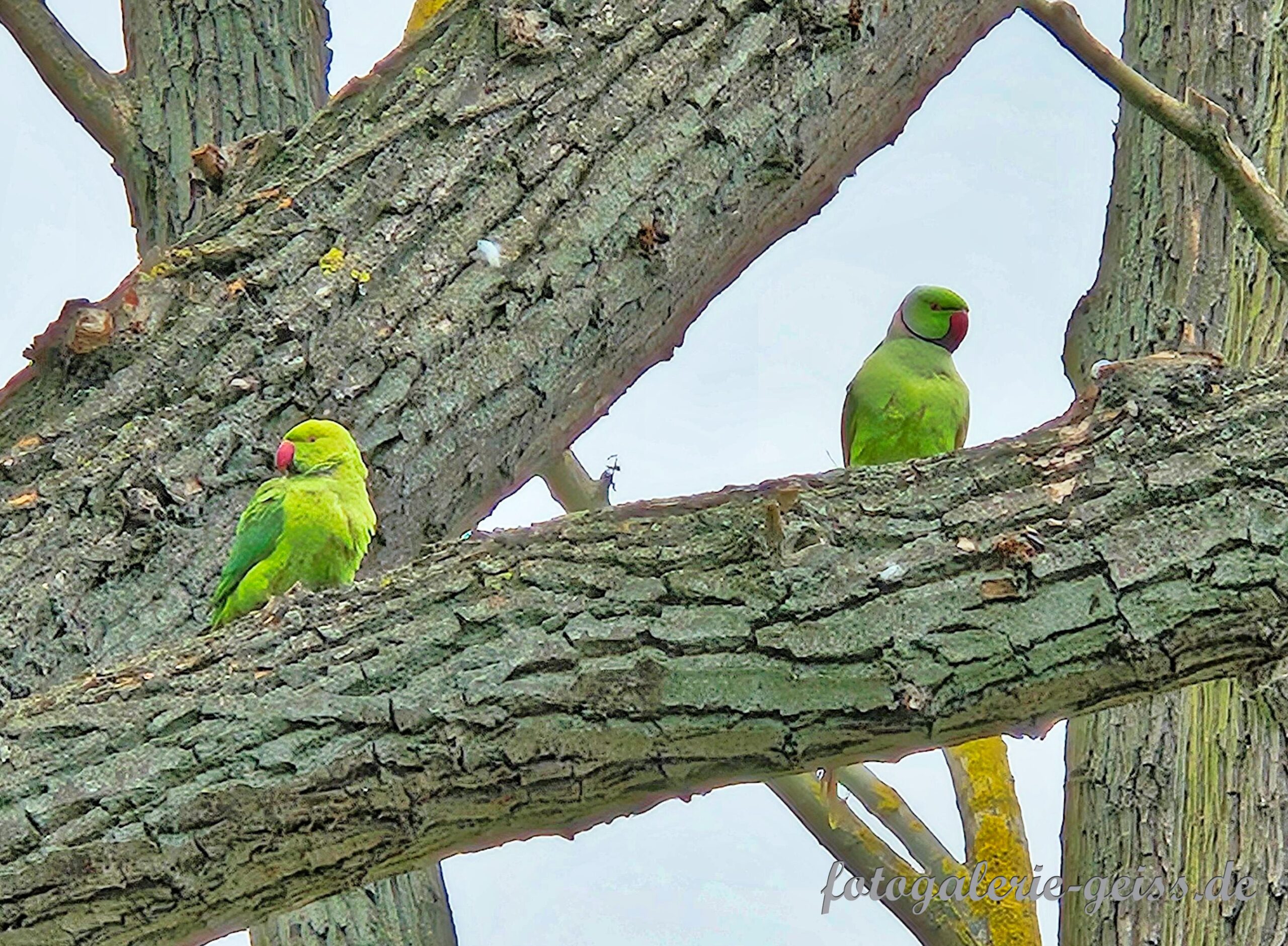 Halsbandsittiche im Winter 24 auf der Kostheimer Maaraue I