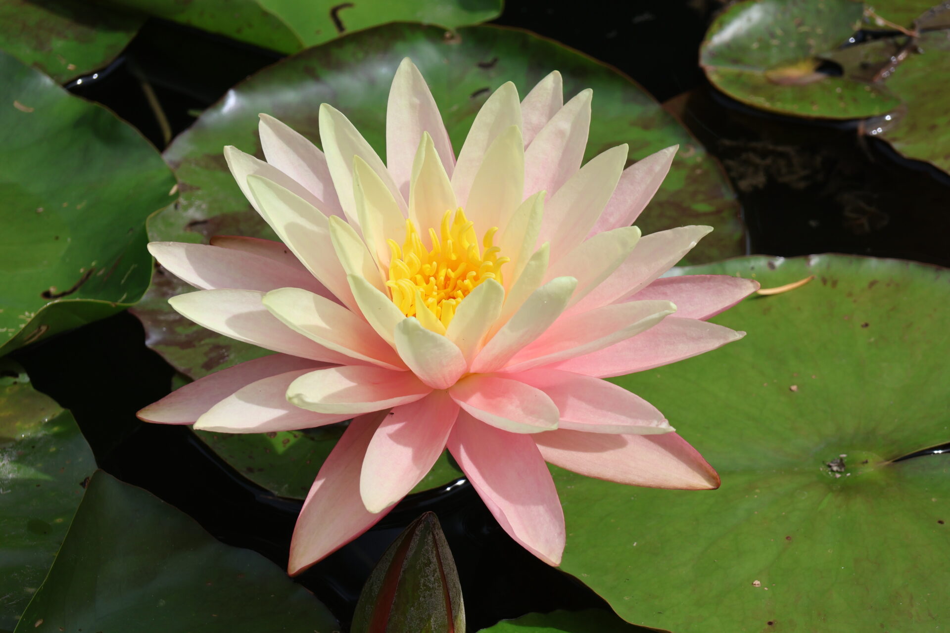 Insel Mainau im Bodensee - Juli 2023_08