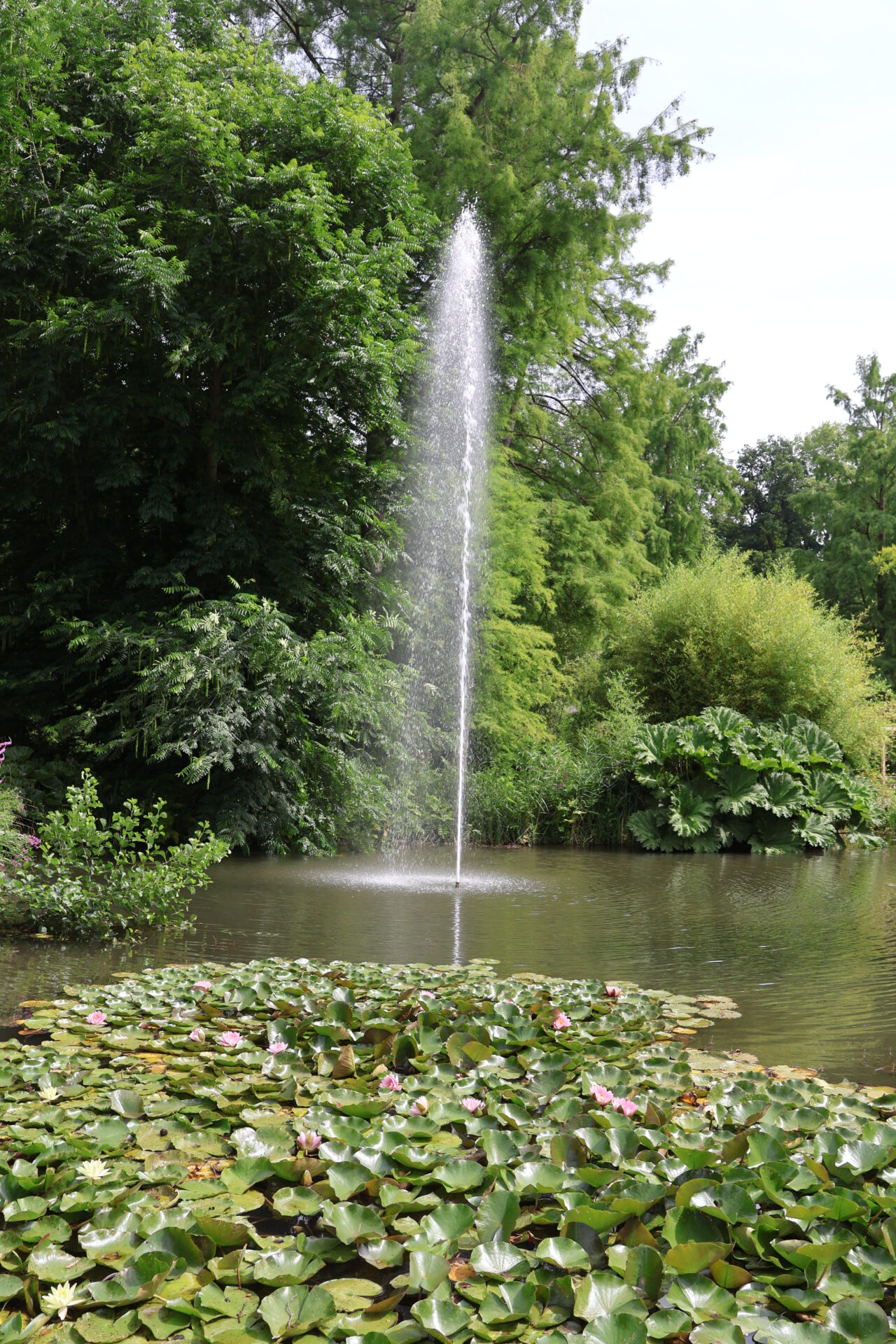 Insel Mainau im Bodensee - Juli 2023_10