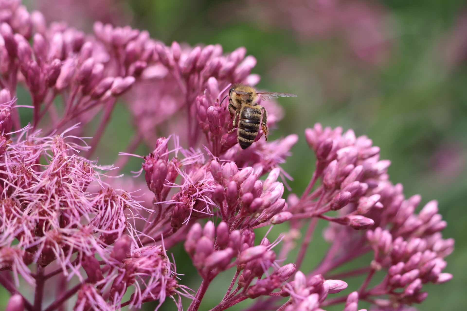 Insel Mainau im Bodensee - Juli 2023_11