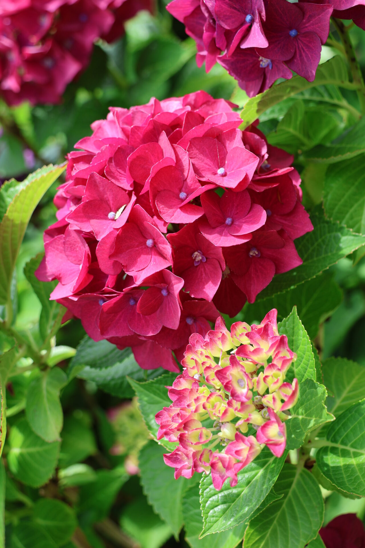 Insel Mainau im Bodensee - Juli 2023_24
