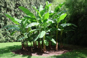 Bananen auf der Insel Mainau im Bodensee - Juli 2023_32