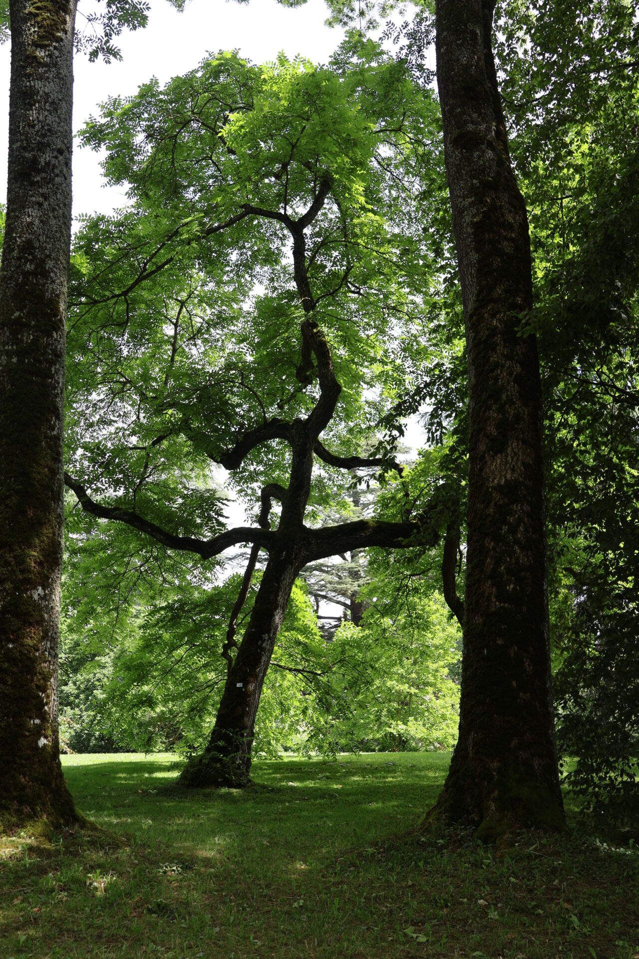 Insel Mainau im Bodensee - Juli 2023_42