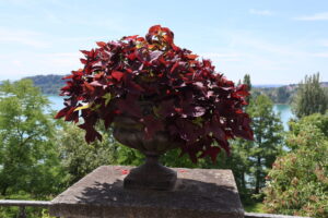 Insel Mainau im Bodensee - Juli 2023_51