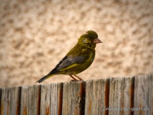 Junger Grünfink auf Holzzaun in Kostheim fotografiert