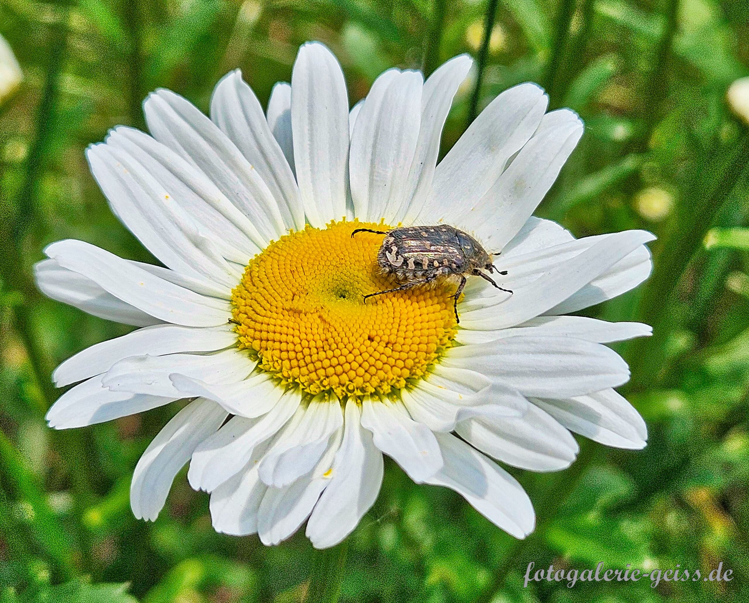 Käfer auf gewöhnliche Margeriten-Blüte