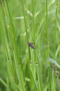 Käfer im Gras