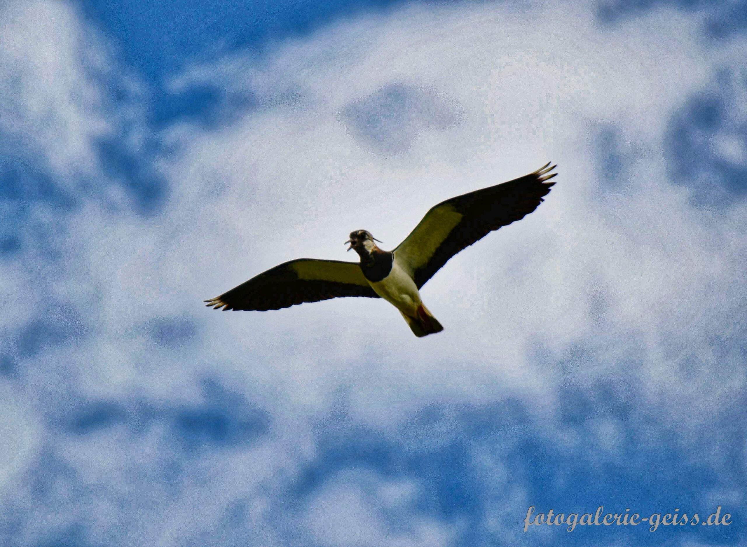 Kiebitz an der Nordsee