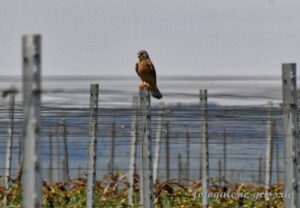 Kleiner Falke in den Weinbergen III