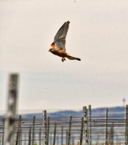 Kleiner Falke in den Weinbergen IV