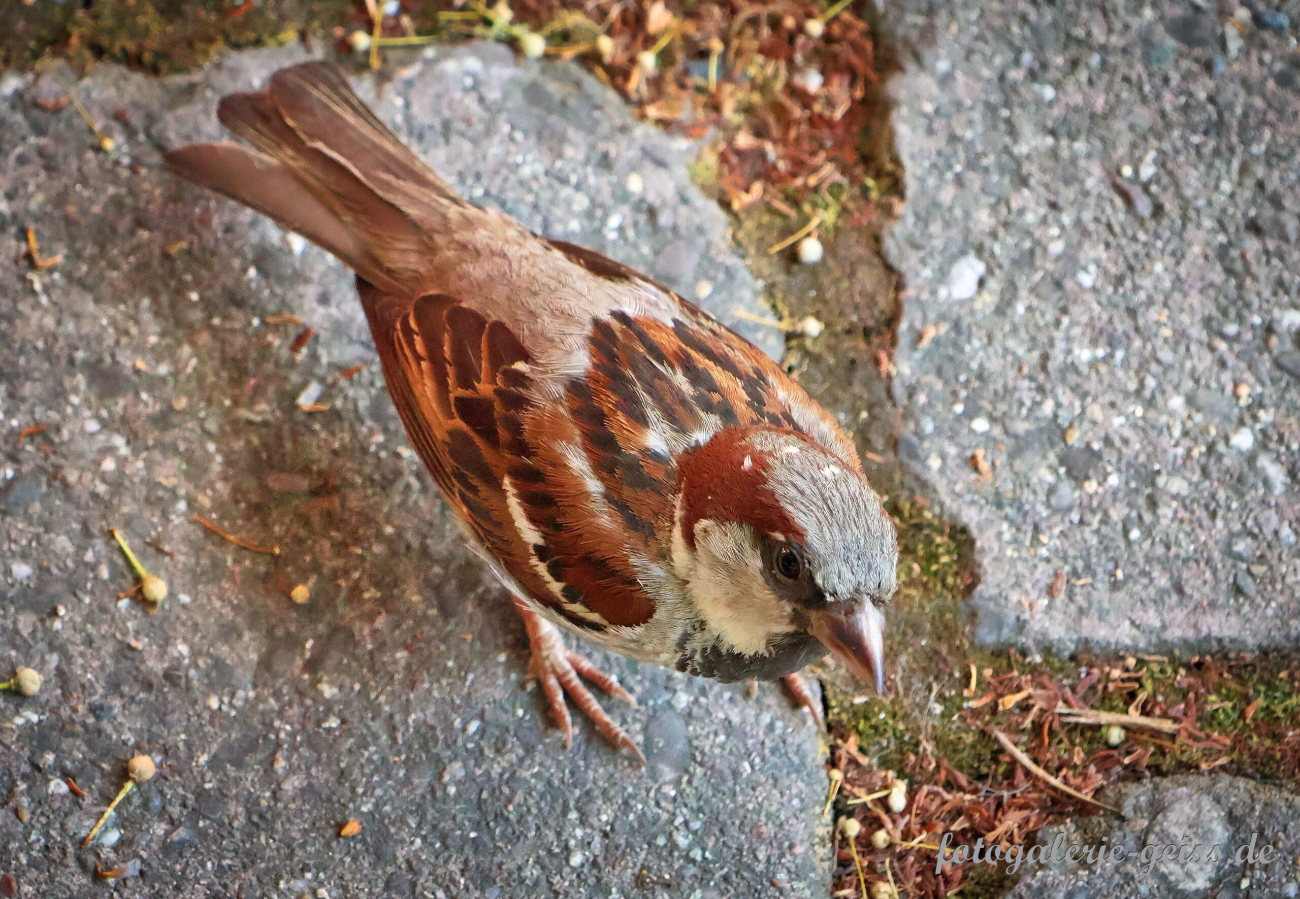 Kleiner Spatz im Hafen von Lindau