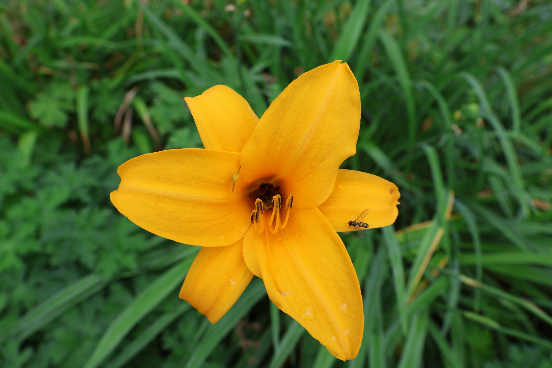 Kloster und Schloss Salem - Bodensee - Juli 2023_04