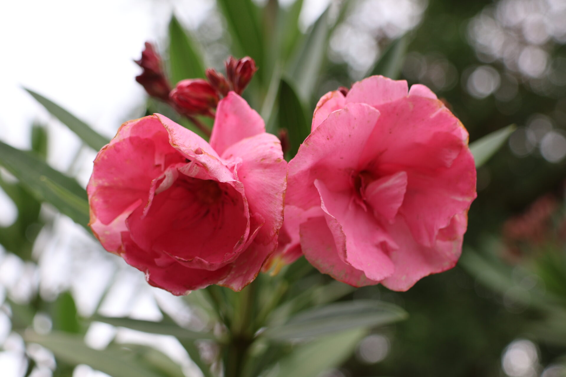 Kloster und Schloss Salem - Bodensee - Juli 2023_06