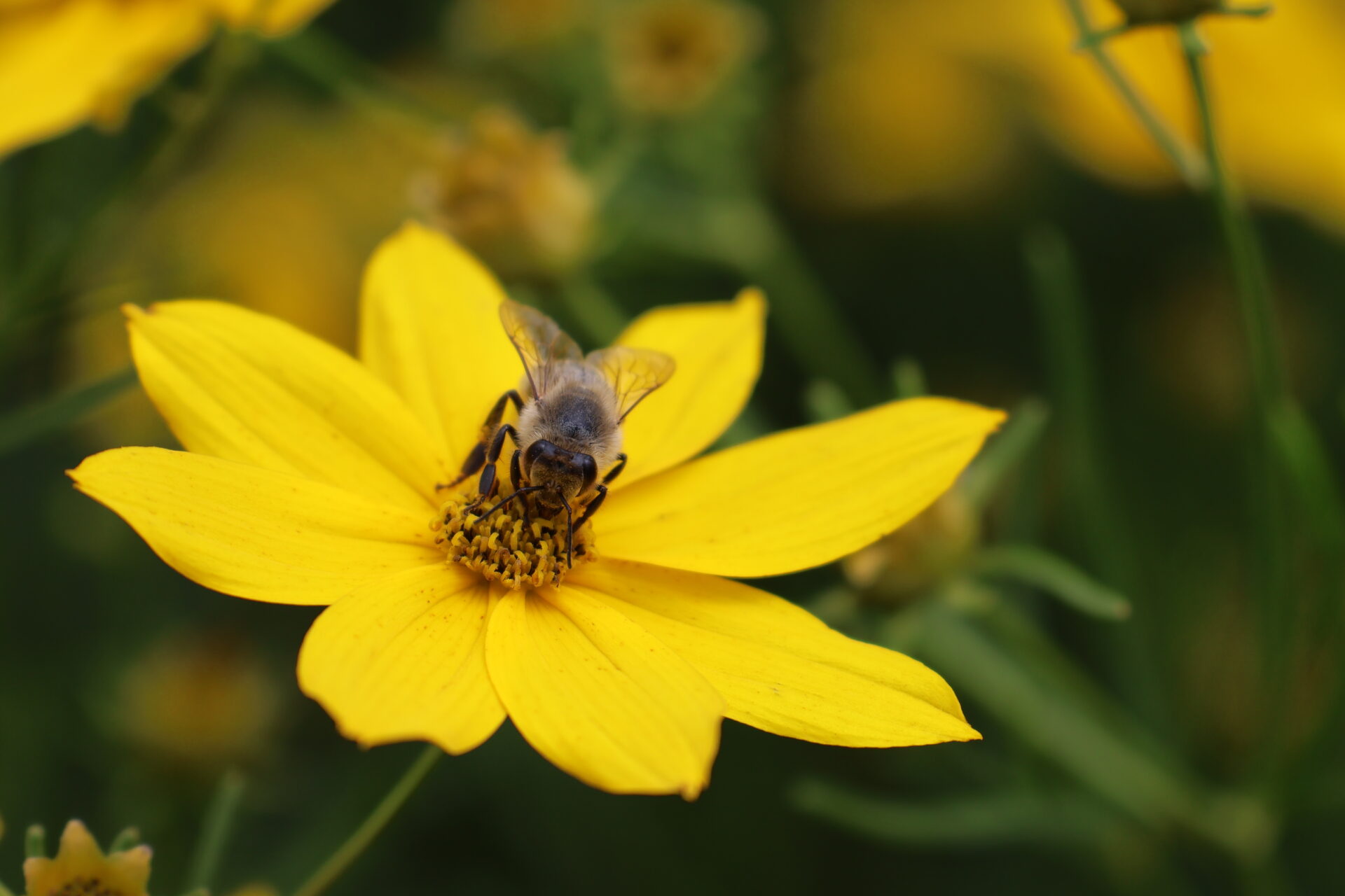 Kloster und Schloss Salem - Bodensee - Juli 2023_131