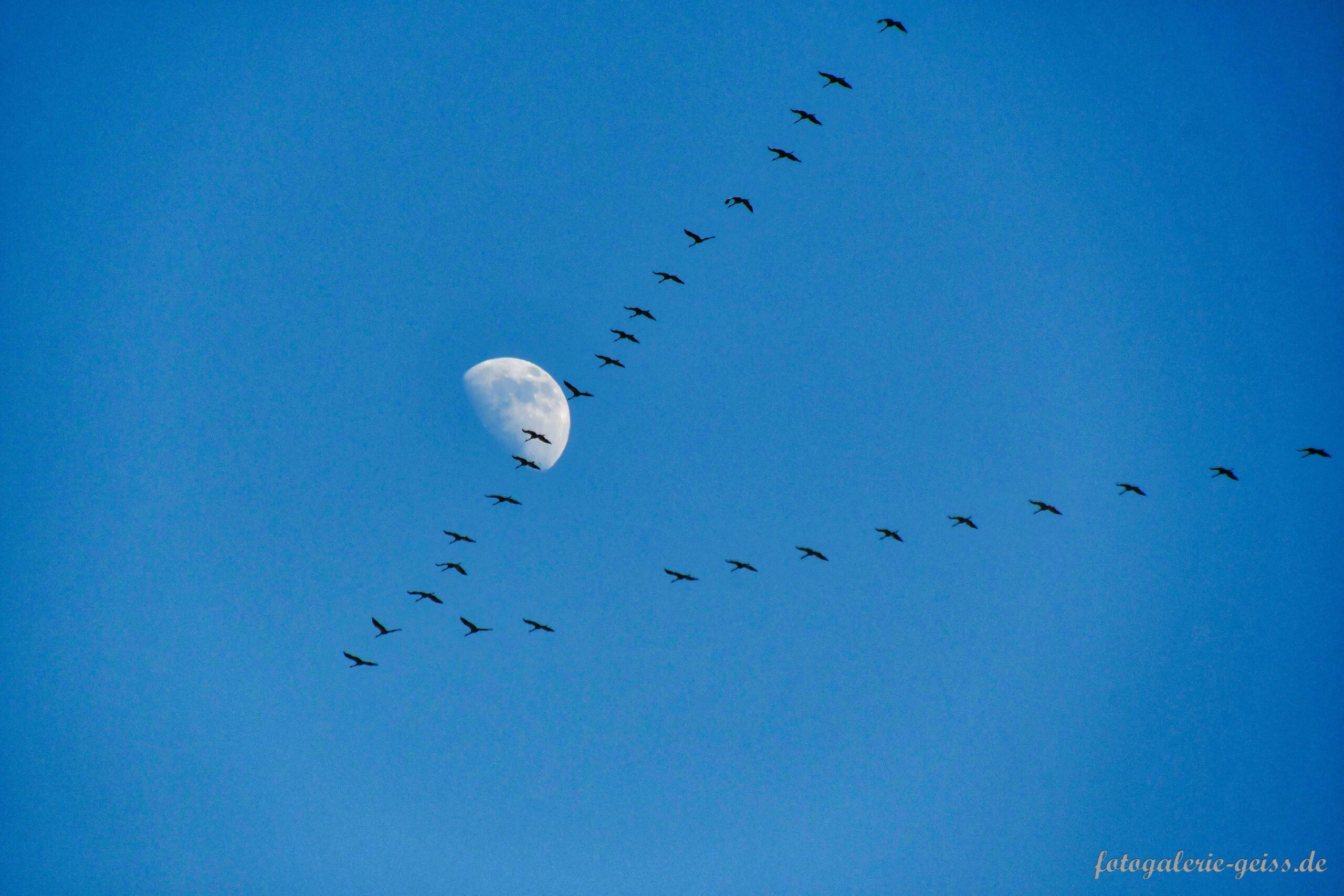Kraniche auf dem Flug Richtung norden vor dem aufgehenden Mond