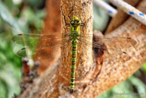 Libelle an der Wollmispel