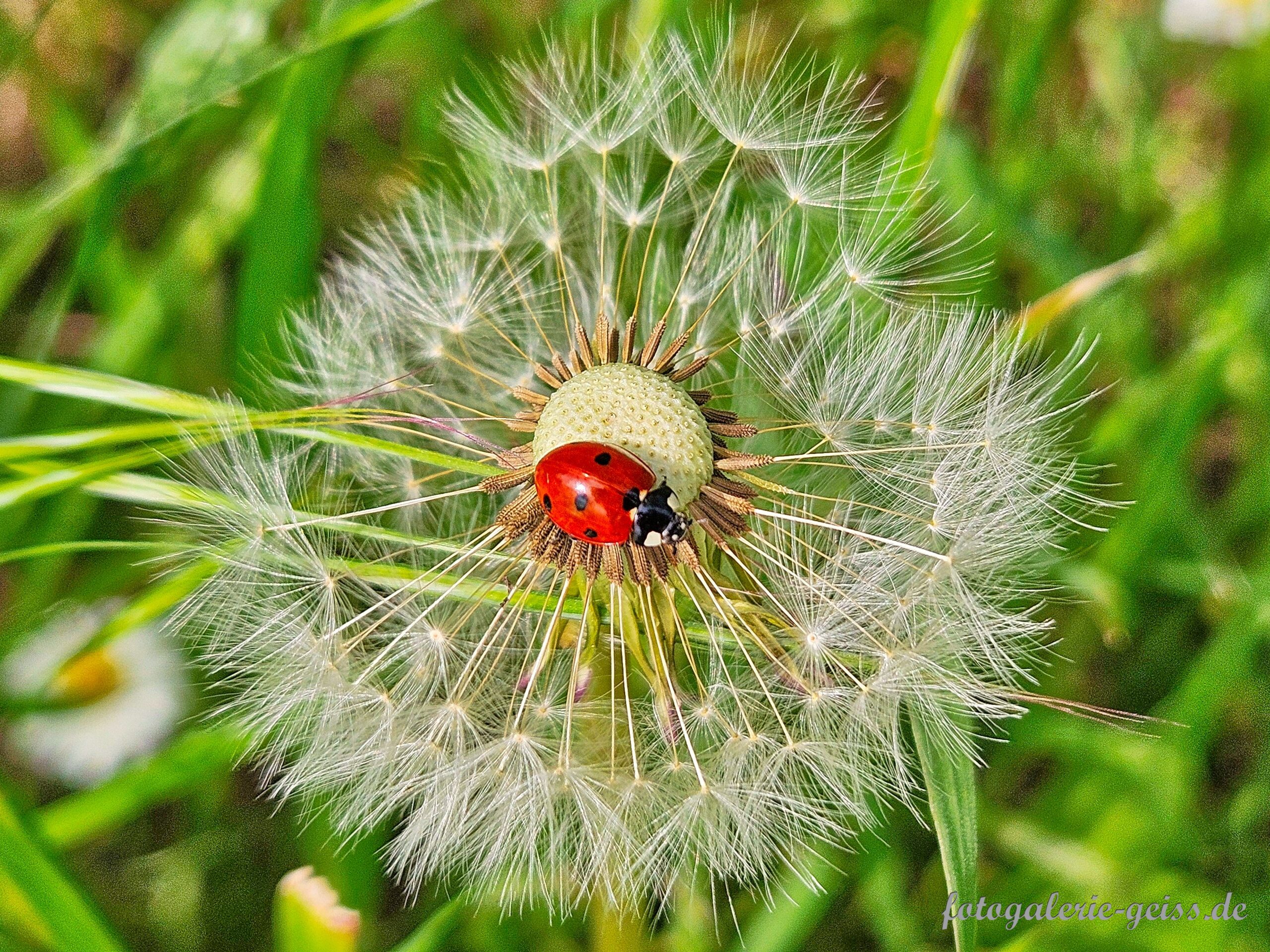 Marienkäfer auf Pusteblume
